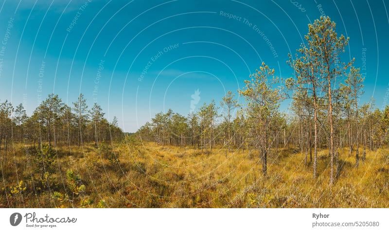 Pine Tree Growing in the swamp. Nature Of Belarus outdoor woodland Biosphere landscape marsh nature beautiful reserve Berezinsky Biosphere Reserve old wetland