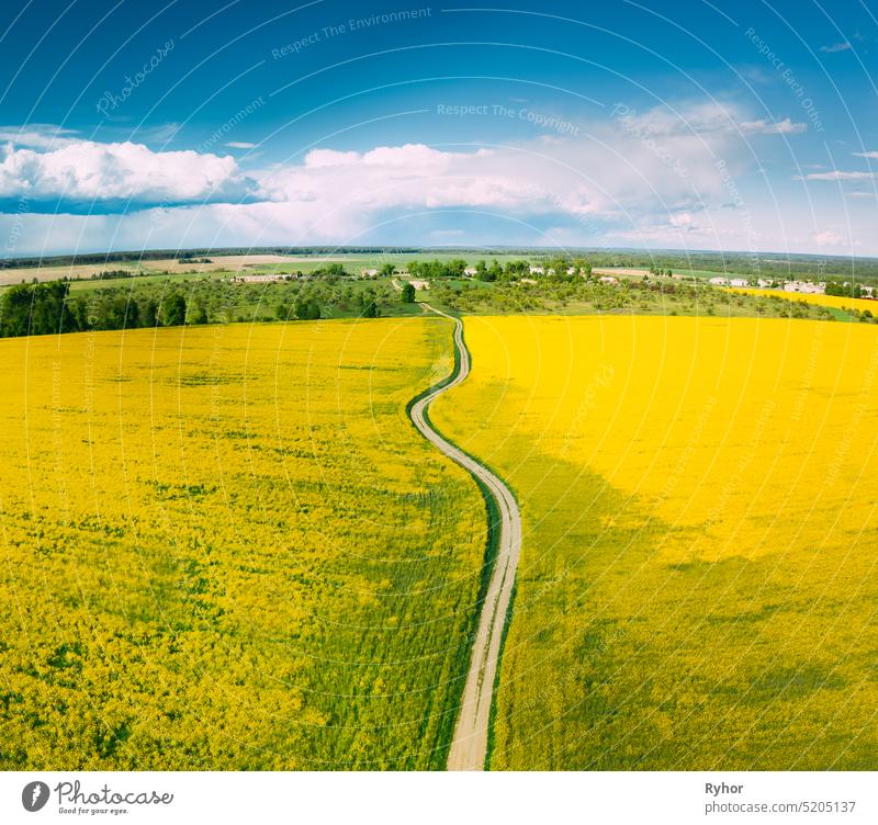 Aerial View Of Agricultural Landscape With Flowering Blooming Rapeseed, Oilseed In Field In Spring Season. Blossom Of Canola Yellow Flowers. Beautiful Rural Country Road