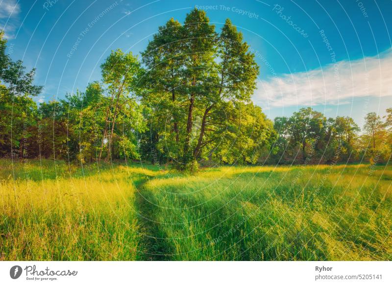 Summer Sunny Forest Trees, Green Grass, Lane, Path, Pathway. Nature Wood Sunlight. grass evening sunshine landscape nature wild outdoor summer park scene oak