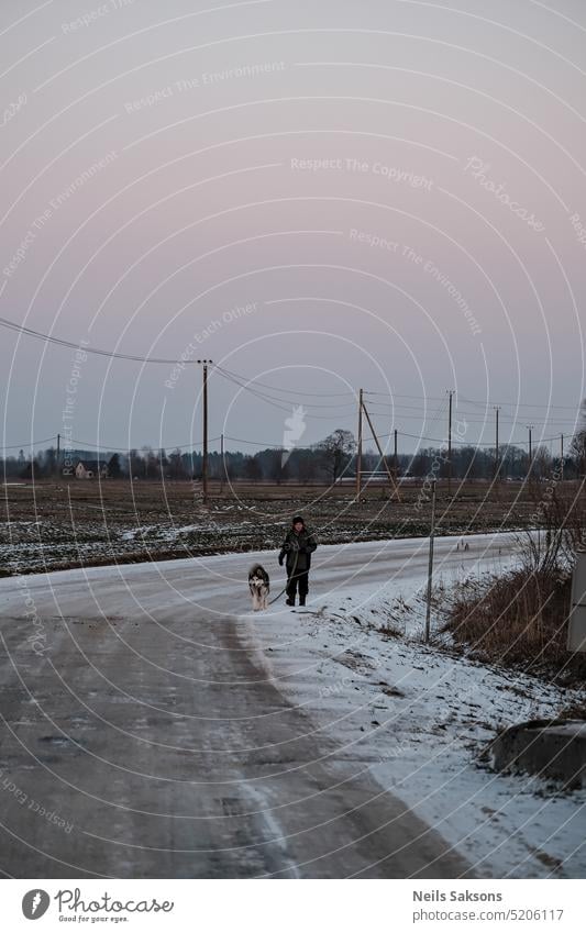 human and dog walking in countryside in winter. husky siberian husky rural field snow country road friends Animal cold Pet Sled dog activity together best day