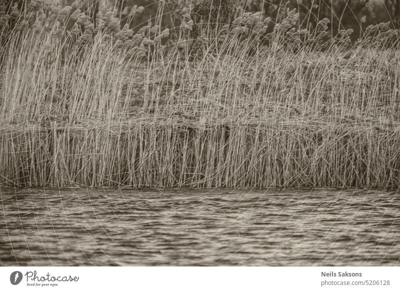 Reed in a lake in winter. abstract agriculture atmosphere background beautiful beauty black black and white bright calm cold dead design dusk field flora fog