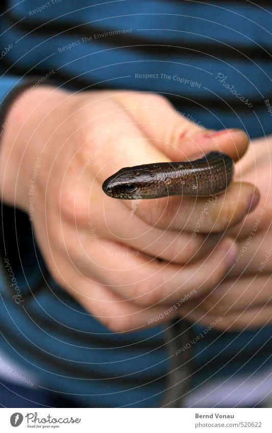 Kontiki Masculine Child Boy (child) Infancy Hand 1 Human being 3 - 8 years T-shirt Slow worm Observe Catch Blue Brown Green Black Caress Drops of water Scales