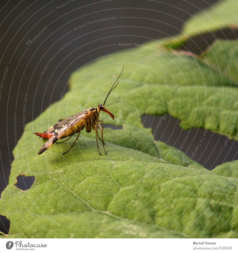 What are you? Animal Wild animal Beetle Wing Insect 1 Yellow Gray Green Red Black White Feeler Warning colour Leaf Rachis Hollow Consumed Observe Near Exotic