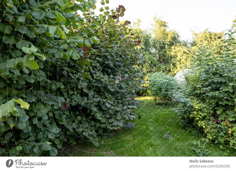 Garden with green plants and grass in summer day background beautiful beauty in nature bloom blooming botany bush closeup clusters color colorful countryside