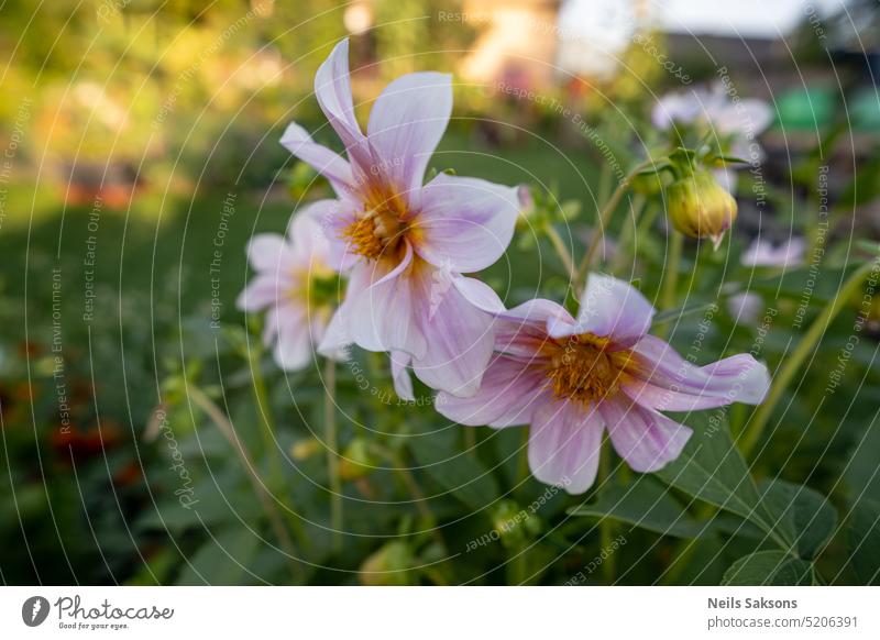 Beautiful pink dahlia flowers blooming in the garden background beautiful beauty blossom blossoming botanical botany bright closeup color colorful dahlia petals