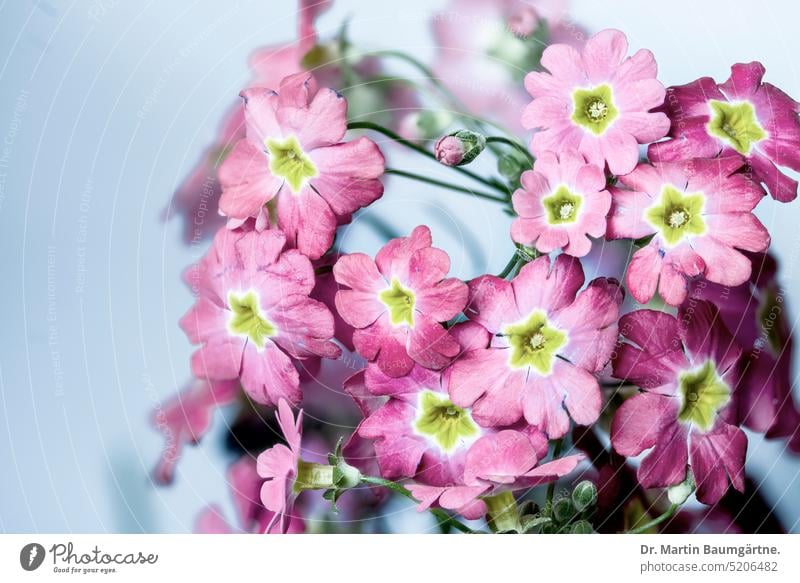 Garden primrose, hybrid, flowering, high key shot Primrose Hybrids variety Garden form Cultural form blossoms Blossom shrub enduring Herbacious Spring bloomers