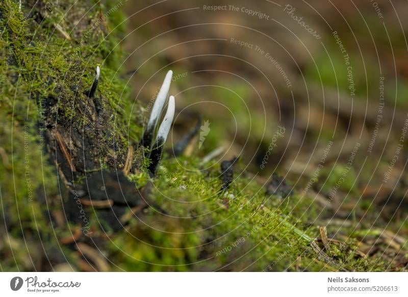 mushroom looks like branches with drops of dew - Xylaria hypoxylon amazing autumn background beautiful bush candlestick carbon close closeup color colorful