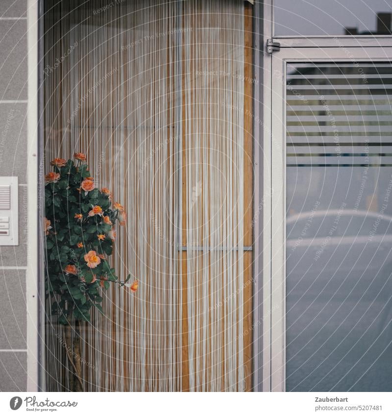 Shop window with bouquet of roses and striped curtain as part of geometric facade ensemble Ostrich flowers Drape Facade unostentatious Futile decoration