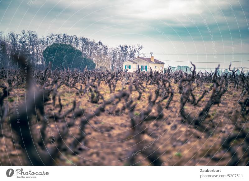 Vineyard in Beaujolais with gnarled vines in foreground and building in scary color mood Winery spring Vegetation dormancy cut Creepy Cut Courtyard Farm