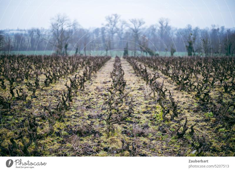 Pruning vines during dormancy in long row in Beaujolais Trimmed Vegetation dormancy spring Row Perspective Wine growing Landscape Rural chill Nature Winery