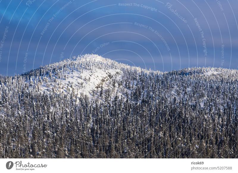 Landscape with snow in winter in Ruka, Finland Winter Kuusamo Snow Nature Tree Forest mountain Idyll Winter sports center North Ostrobothnia Koillismaa Lapland