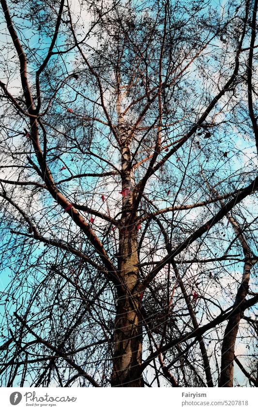 winter tree against the blue cloudy sky Branch Tree Twigs and branches Forest Day Exterior shot Nature Winter Sky Blue trees Sunlight Winter sun Winter mood