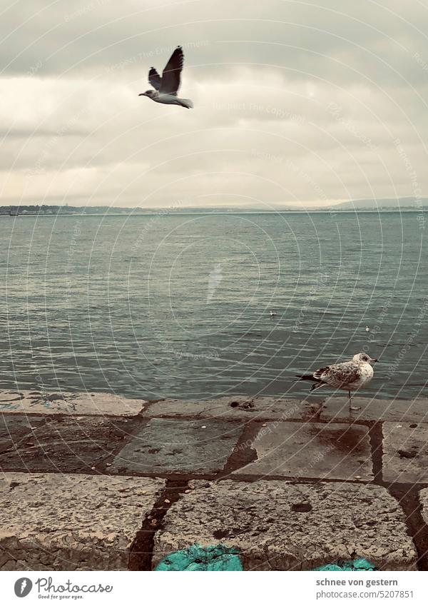 foul weather Weather gulls Ocean Lake Portugal Dreary Autumn Water Bad weather coast Nature Exterior shot Colour photo Gray Clouds Cold Deserted Subdued colour