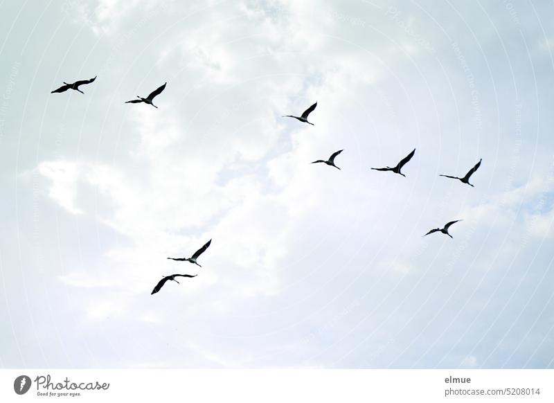 The return of the cranes / nine cranes in flight Crane Return Flight of the birds Migratory birds Formation flying Good luck charm symbol Wisdom Loyalty