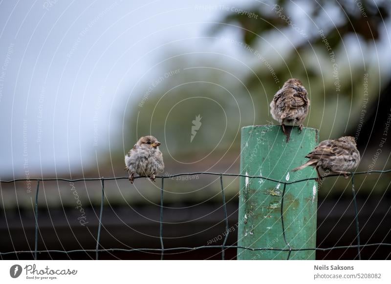 Three sparrows sitting on green fence air animal background beak beautiful beauty bird birds branch brown closeup cute european fauna feather feathered flight