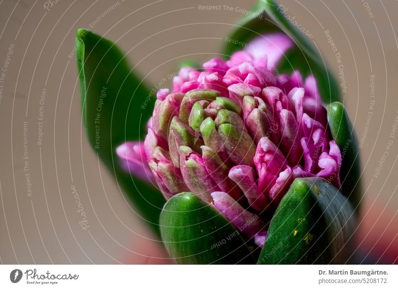 Hyacinthus orientalis, garden hyacinth, the inflorescence develops Garden Hyacinth come into bloom bluhend blossom variety Geophyte bulb flower Spring Flowering