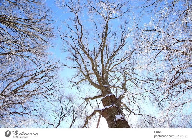 winter forest Affection Landscape Weather Seasons Forest Frozen Plant Nature Cold White Blue Worm's-eye view Old Snow Branch Illuminate flora Icing Winter Twig