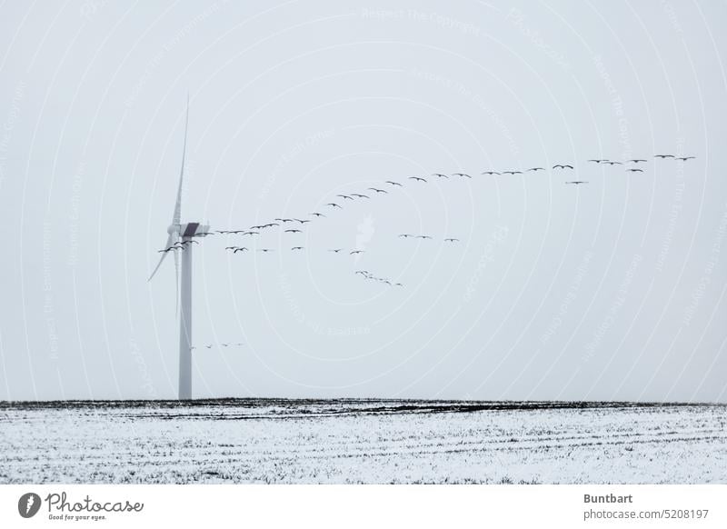 Crane formation Aaaaa Attention! Windmill ahead! Flying Bird Sky Migratory bird Group of animals Flight of the birds Flock Flock of birds Migratory birds