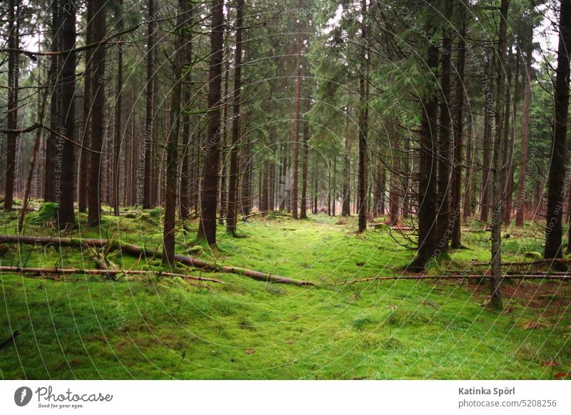 The Franconian forest on a rainy December day. Franconian Forest wood Woodground woodland bavarian forest fir tree Coniferous trees Green (Green) Nature