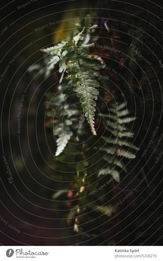 Fern on a wall Plant plants Nature dark flower Fern leaf Farnsheets Growth Green Foliage plant Green plants Detail