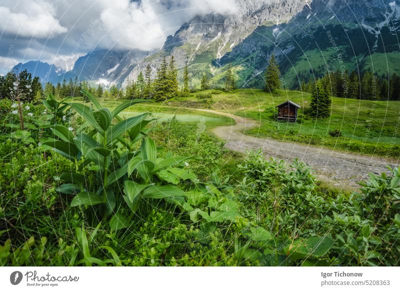 Green flowers foliage on hiking trail. Wilder Kaiser mountains in background, Tirol - Austria tirol austria kaiser wilder path landscape ellmau europe sky