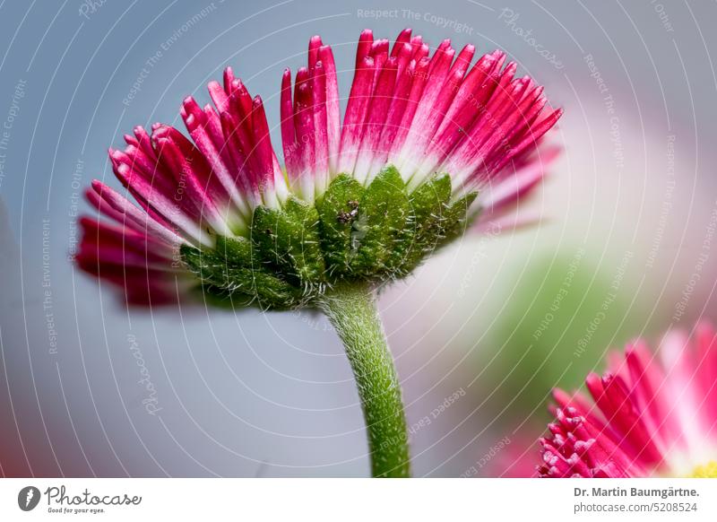 Bellis perennis, vulgo daisy; cultivar, inflorescence with red ray florets Daisy red tongue flowers blossom Garden form composite shrub enduring Herbacious