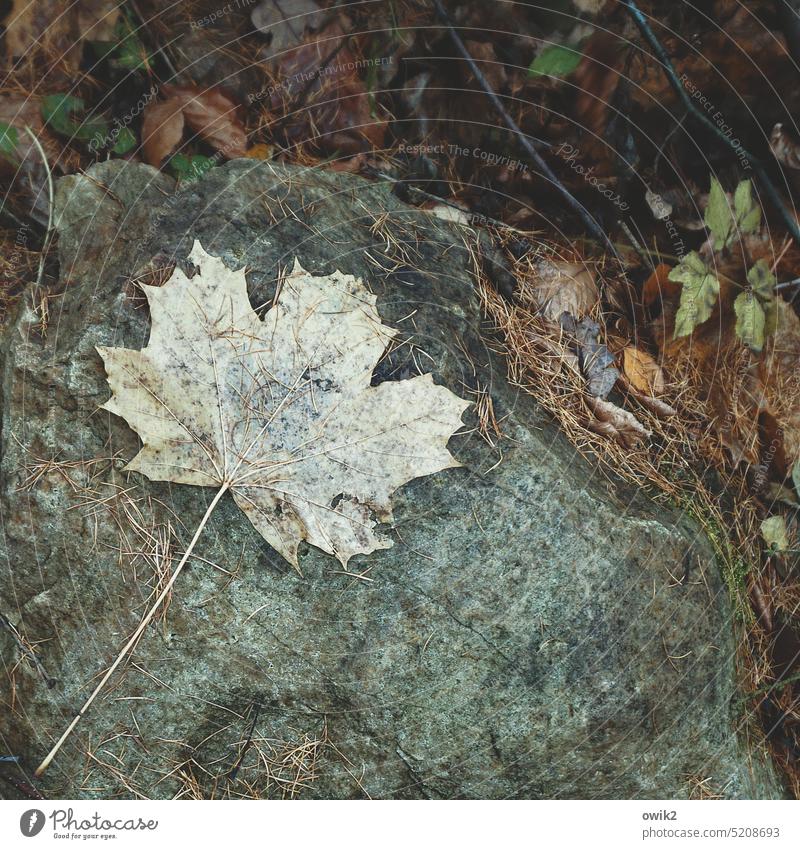 Meanwhile Maple leaf Old Dry To dry up Humble Grief loss Sadness Concern Serene Death Decline Transience Past Autumn Nature Environment Leaf Close-up