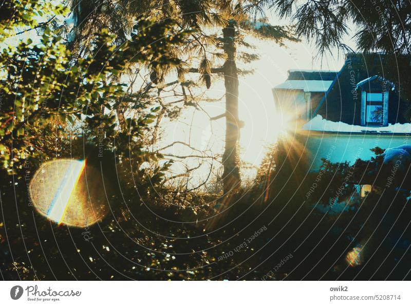 multi-storey car park Park city park Tree Bushes thickets Sun Sunlight Back-light Brilliant luminescent Light (Natural Phenomenon) Lens flare Coniferous trees