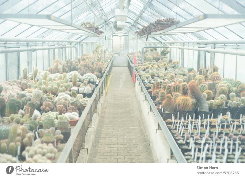 Cacti in a greenhouse Greenhouse biodiversity Extend glass house Botanical gardens Agriculture Vegetable Nutrition Food Growth Fragile Glass Glas facade