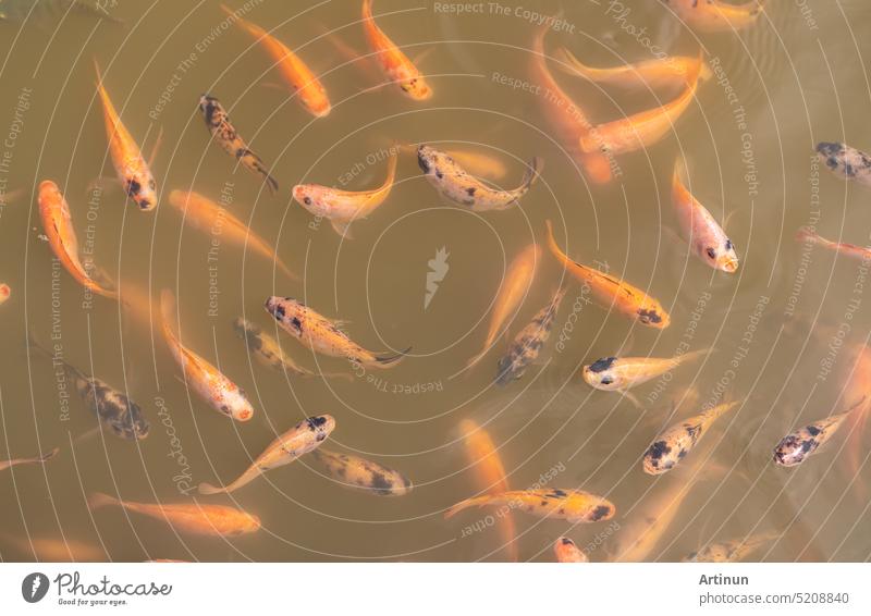 Top view of Nile tilapia fish on farm waiting for food in aquaculture pond at feeding time. Freshwater fish in aquaculture pond. Freshwater fish wait for feeding. Animal feed industry. Cloudy water.