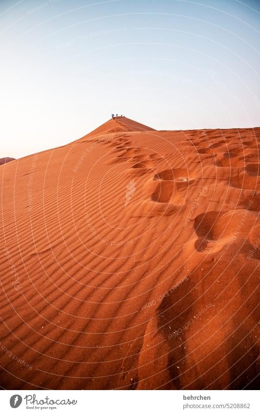 Traces in the sand Sossusvlei Exterior shot Namibia Far-off places Africa Desert Sand Sesriem Wanderlust travel Colour photo Landscape Loneliness Adventure