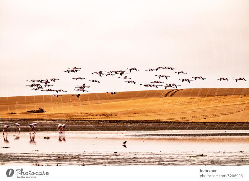 take a plane Reflection in the water reflection Elegant sandwich harbour sand dune dunes duene Swakopmund especially Walvis bay Impressive Sky Adventure