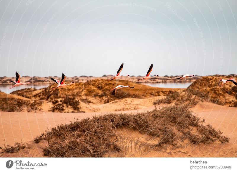 let's fly Elegant sand dune dunes sandwich harbour duene Swakopmund especially Walvis bay Impressive Sky Adventure Landscape Colour photo Vacation & Travel