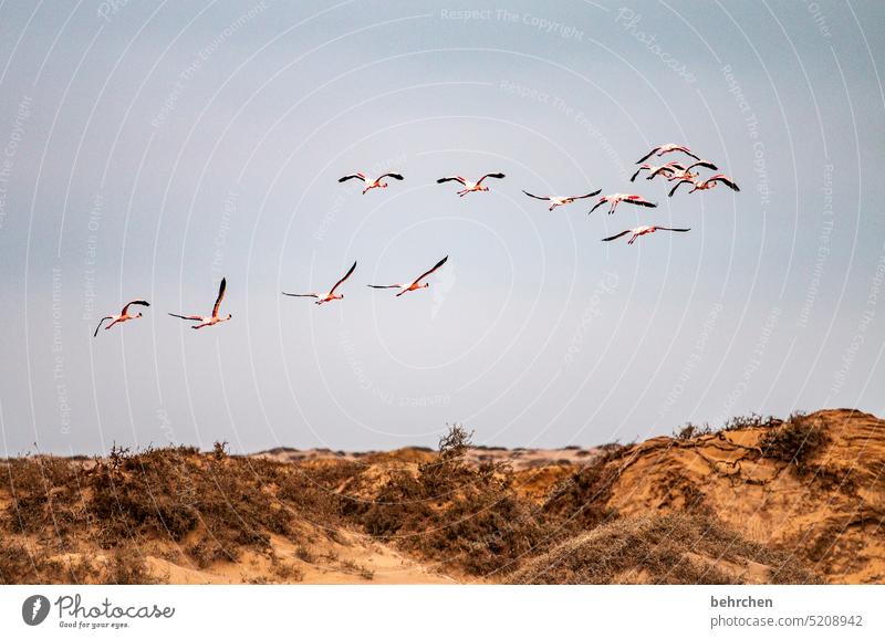 boundless free Elegant sandwich harbour sand dune dunes duene Swakopmund especially Walvis bay Impressive Sky Adventure Landscape Colour photo Vacation & Travel