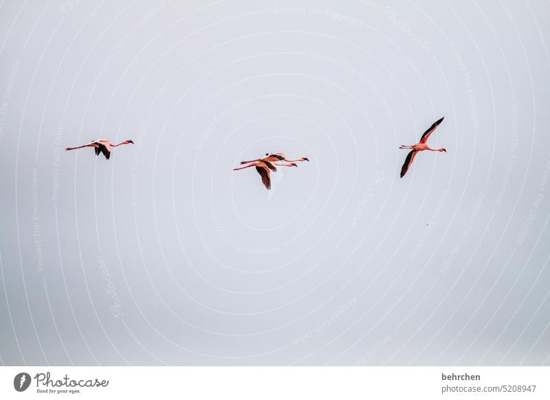 as the crow flies Wild sandwich harbour Swakopmund especially Impressive Walvis bay Sky Colour photo Vacation & Travel Nature Freedom travel Wanderlust