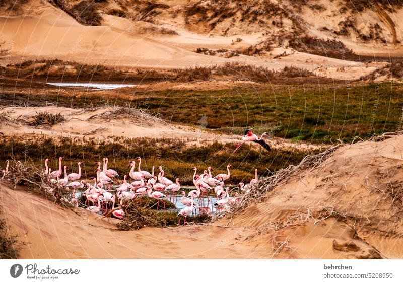 bathtub Water Flamingos Free birds Wild animal Sand Desert Namibia Africa Ocean travel Far-off places Wanderlust Vacation & Travel Nature Freedom Adventure