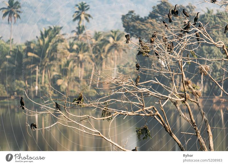 Carambolim Lake, Goa, India. The Indian Cormorants Sits On Tree Branches In Sunny Morning. Indian Shag Phalacrocorax Fuscicollis Is A Member Of The Cormorant Family