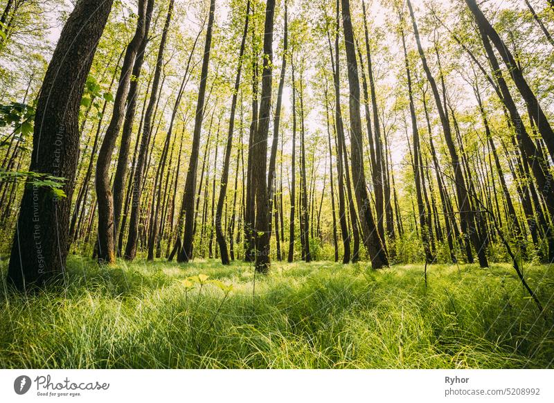 Fresh Spring Green Leaves Lush In Deciduous Forest. European Nature Wild Plant beautiful belarus bush calm copy space deciduous deciduous forest eco ecological