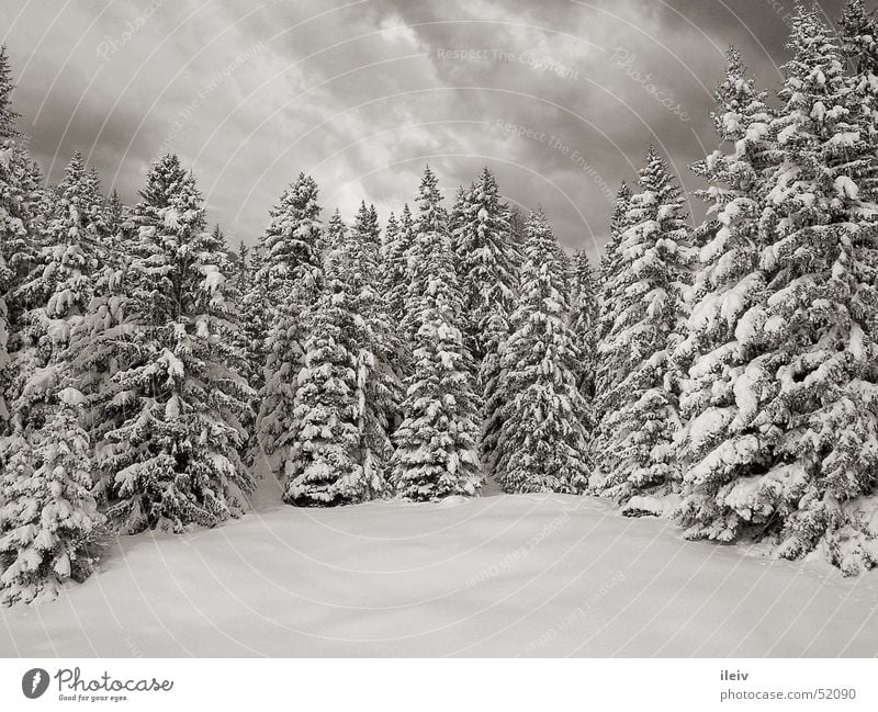 winter forest Virgin snow snow-covered fir trees Black & white photo