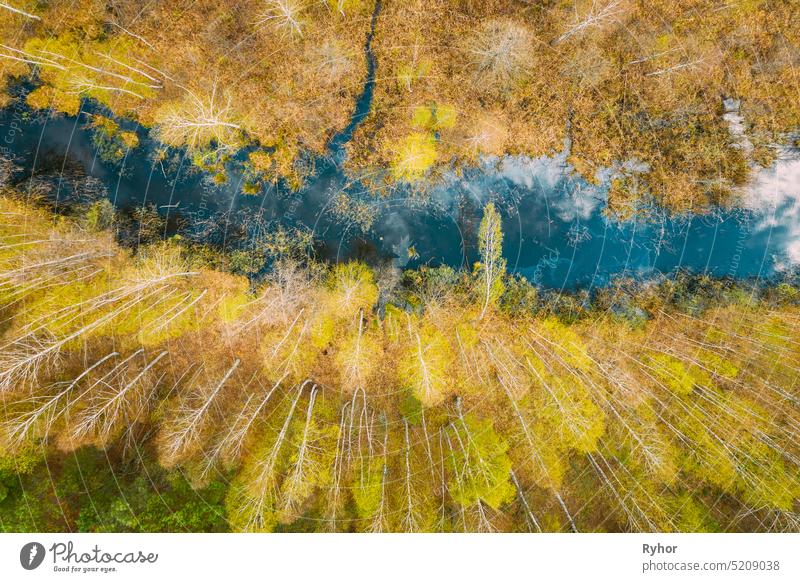 Spring Season. Aerial View. Young Birches Grow Among Small Marsh Bog Swamp. Deciduous Trees With Young Foliage Leaves In Landscape In Early Spring aerial