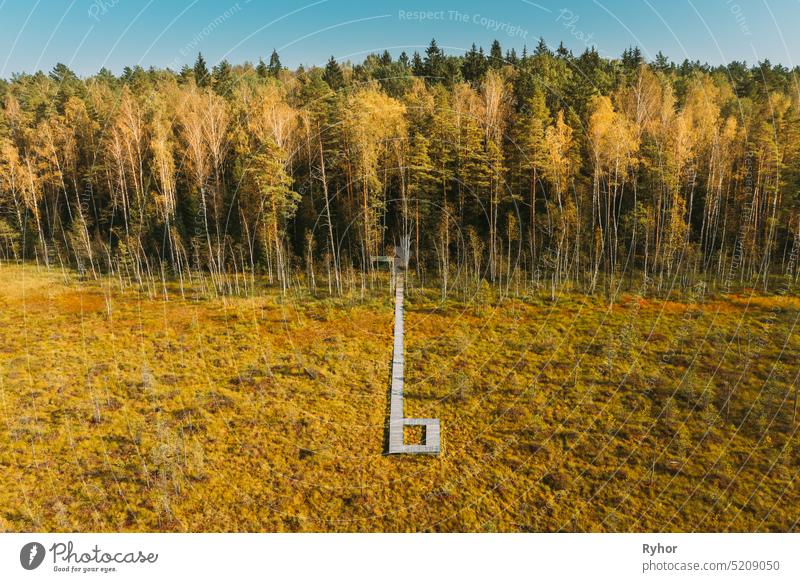 Belarus, Berezinsky Biosphere Reserve. Bird's-eye View Of Wooden path way pathway from marsh swamp to forest In Autumn Sunny Day. Panorama europe belarus