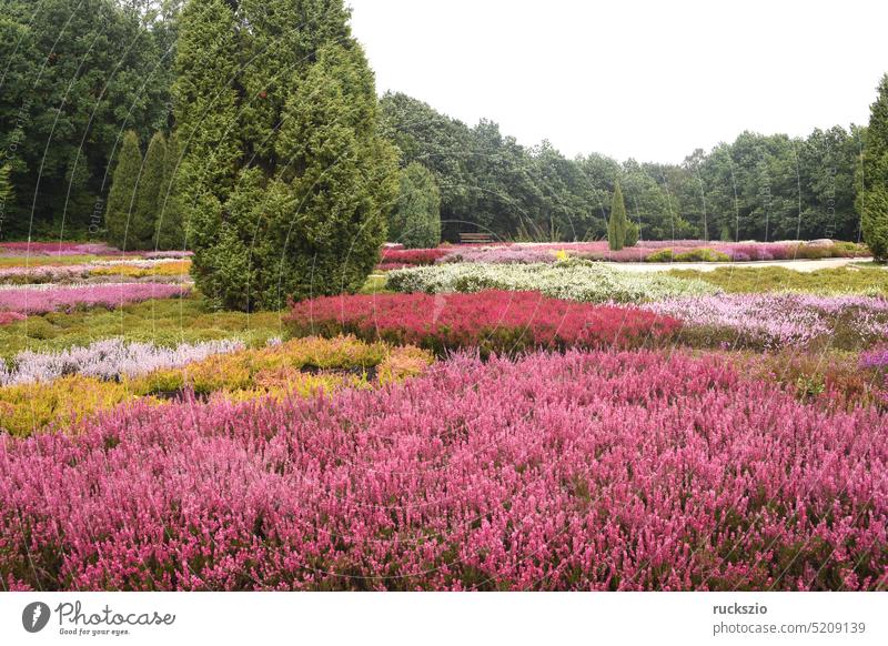 Heidepark in Schnevedingen offers a sea of flowers from various erica plants. heath park Heather Garden broom heathen calluna vulgar Garden path heather Park