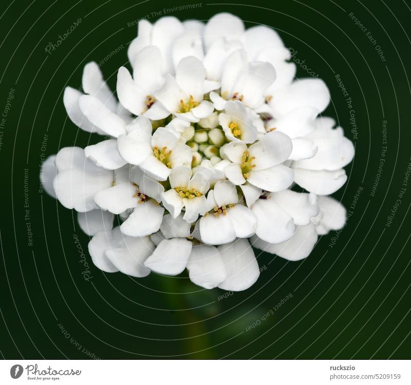 Bitter ribbon flower, Iberis amara bitterness Ribbon Flower white blossoms White medicinal plant Medicinal herbs medicinal herb medicinal garden plant