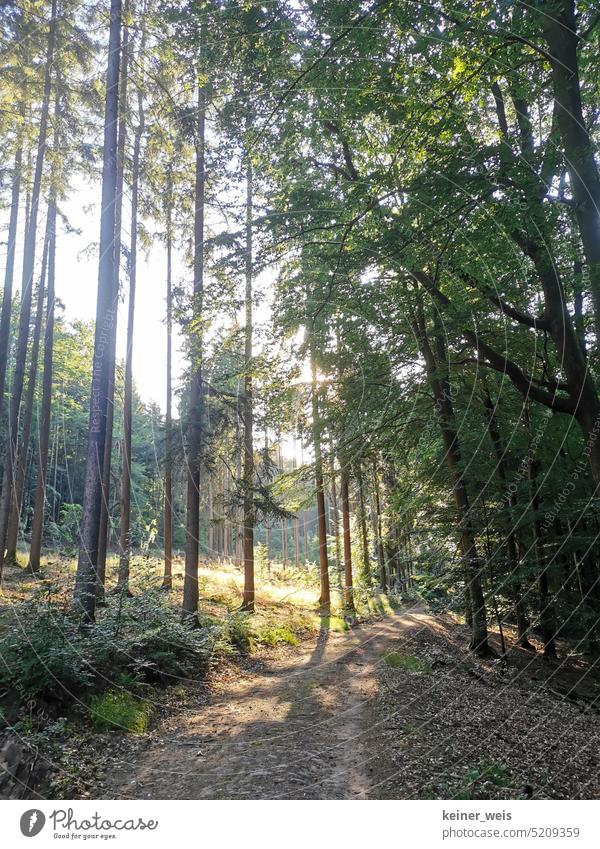 Bright forest with long tall trees Forest Nature Tree Mixed forest Sun Exterior shot Tree trunk Light Deserted Forestry daylight Logging Climate change Timber