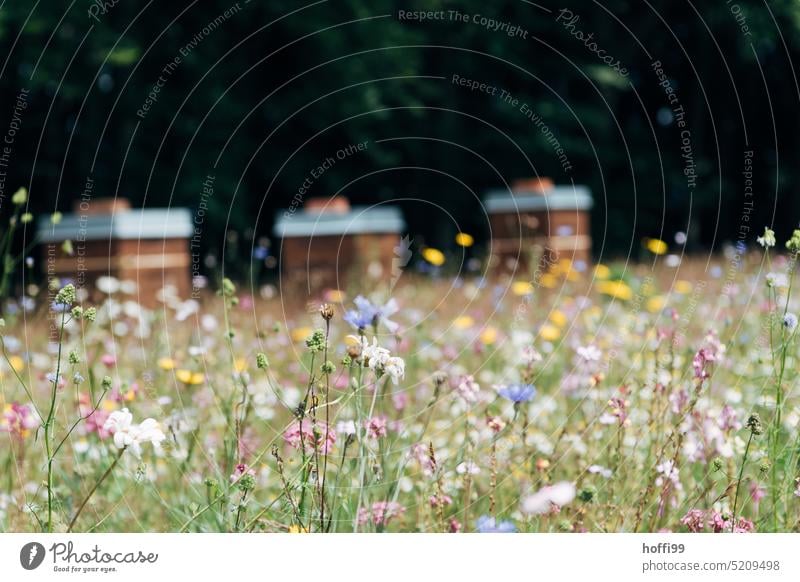 Flower meadow or bee pasture with blurred beehives in background Honey flora Spring Bud Spring fever Beehive Bee-keeping Bee-keeper keep beekeepers