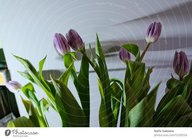 Bouquet of purple tulips in vase on the table background beautiful beauty birthday blossom bouquet celebration color colorful cut flowers decoration flora