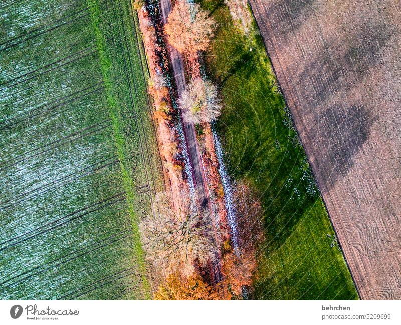 shadow cast leaves from on high drone Bird's-eye view Branches and twigs Colour photo Home country Tree Seasons Exterior shot trees Landscape Environment Forest