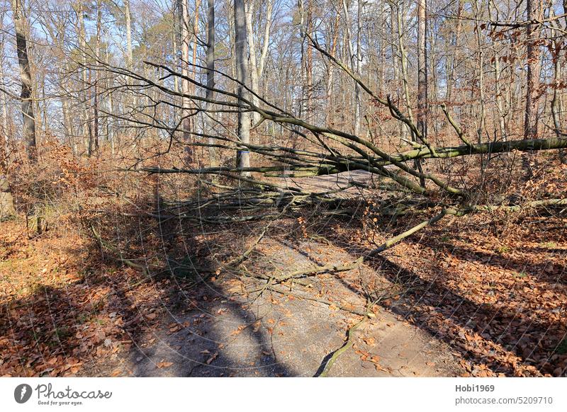 Fallen tree lies across a forest path Tree Forest Lie Across fallen overthrow sb./sth. Branch branches bark Wood peril windy Wind forest work Lumberjack