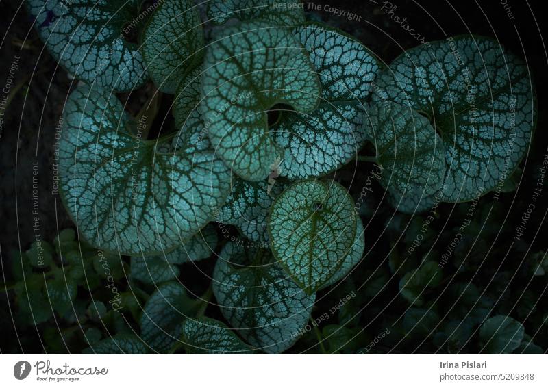 Brunnera macrophylla 'Looking Glass' flowers growing in Dublin, Ireland. aroma beauty bloom blossom blue botanic botanical botany bouquet branch bright brunnera