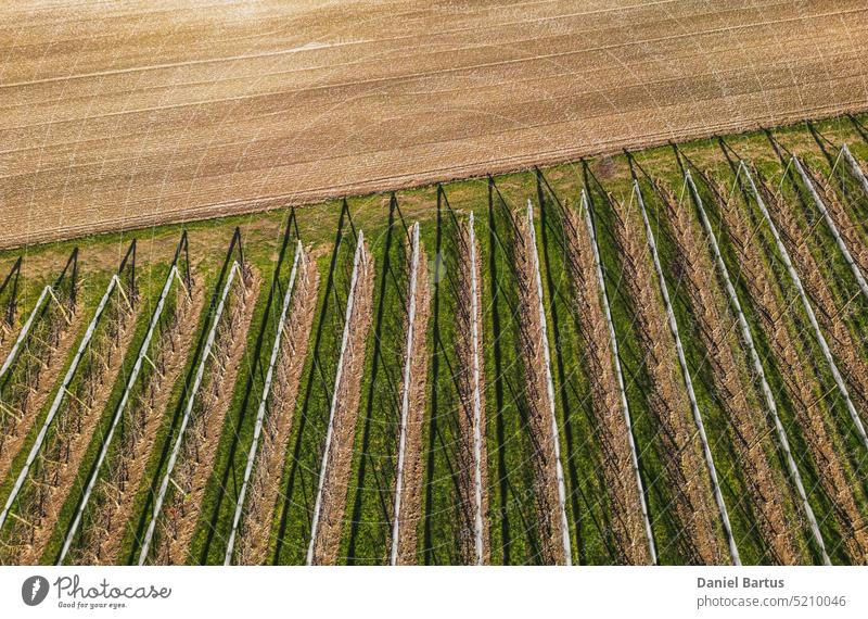 Aerial view of orchard with apple trees during sunset. The fields are covered with a hail net. Beautiful outdoor countryside scenery from the drone view. Lots of flowering plants and trees. Autumn